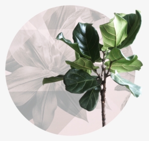 Hair And Co Pensacola Fl Stylists 2 - Fiddle-leaf Fig, HD Png Download, Transparent PNG