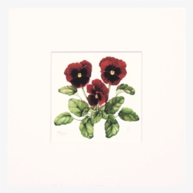 Garden Roses, HD Png Download, Transparent PNG