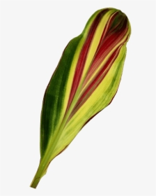 Leaf, HD Png Download, Transparent PNG