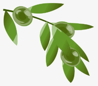 Coffee Beans, Plant, Beans, Colombia, Cafe, Leaves - Rama De Cafe Png, Transparent Png, Transparent PNG