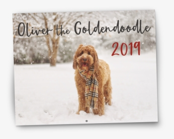 Oliver The Goldendoodle 2019 Wall Calendar - Cocker Spaniel, HD Png Download, Transparent PNG