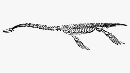 Plesiosaurus Skeleton - Grass Snake, HD Png Download, Transparent PNG