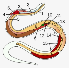 Snake Anatomy, HD Png Download, Transparent PNG