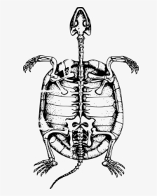 Turtle Skeleton Drawing, HD Png Download, Transparent PNG