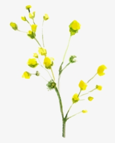 Tansy, HD Png Download, Transparent PNG