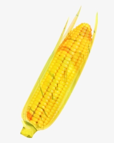 Corn On The Cob Commodity - Corn On The Cob, HD Png Download, Transparent PNG