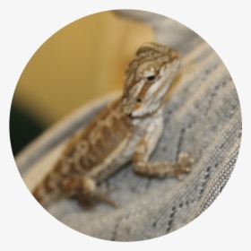 Common Chameleon, HD Png Download, Transparent PNG