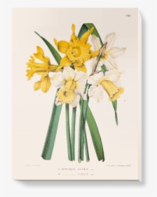 Daffodil Scientific Illustration, HD Png Download, Transparent PNG