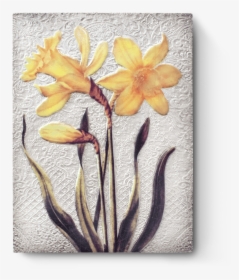 Narcissus, HD Png Download, Transparent PNG