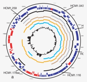 Pcr Confirmation Of Microarray Results - Circle, HD Png Download, Transparent PNG