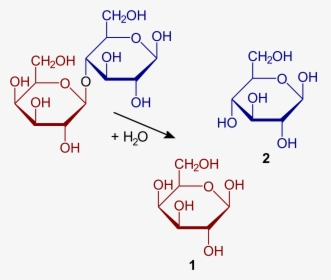 Hydrolysis Of Lactose, HD Png Download, Transparent PNG