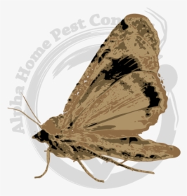 Riodinidae, HD Png Download, Transparent PNG