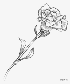 White Carnation Flower Clipart Image Freeuse Library - Vẽ Hoa Cẩm Chướng Bằng Chì, HD Png Download, Transparent PNG