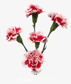 Colibri Flowers Minicarnation Sansimon, Grower Of Carnations, - Garden Roses, HD Png Download, Transparent PNG