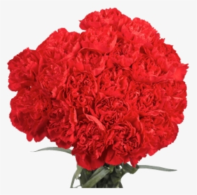 Carnations 100 Flowers Next Day Delivery - All Red Carnation Bouquet, HD Png Download, Transparent PNG