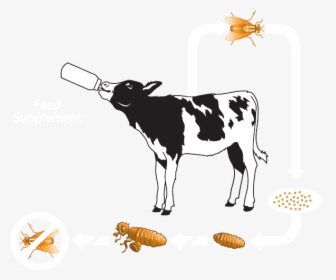 Clipart Cow Digestive System - Calf, HD Png Download, Transparent PNG