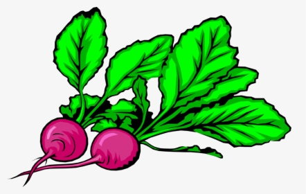 Vector Illustration Of Crisp, Pungent Edible Root Vegetable, HD Png Download, Transparent PNG