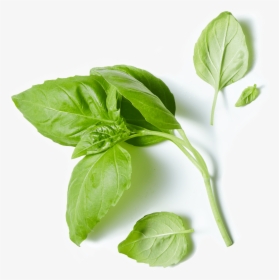 80 Acres Farms Basil Herb - Spinach, HD Png Download, Transparent PNG
