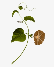 Water Spinach Clipart , Png Download - Vine Painting, Transparent Png, Transparent PNG