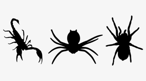 Spider, HD Png Download, Transparent PNG