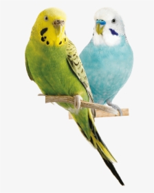 Parrot - Parakeet Png, Transparent Png, Transparent PNG