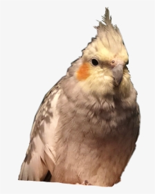 #cockatiel #cockatiels #bird #pet #bird #birds #freetoedit - Cockatiel, HD Png Download, Transparent PNG