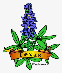 Bluebonnet Vector Cartoon - Drawing Texas State Flower, HD Png Download, Transparent PNG