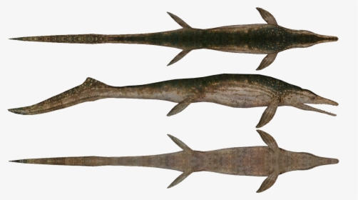 Ichthyosaur Transparent Png - Cymbospondylus Png, Png Download, Transparent PNG