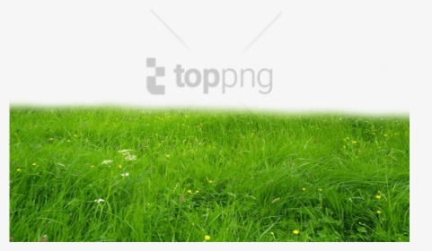 Grass Hd PNG Images, Transparent Grass Hd Image Download - PNGitem