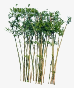Bamboo Tree In Section, HD Png Download, Transparent PNG