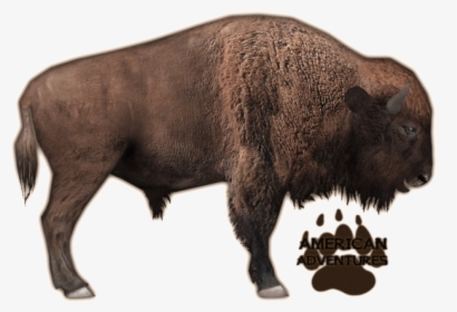 Zoo Tycoon 2 Bison, HD Png Download, Transparent PNG