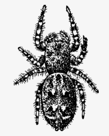 Wolf Spider,araneus,decapoda - Arthropod, HD Png Download, Transparent PNG