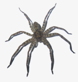 Wolf Spider, HD Png Download, Transparent PNG