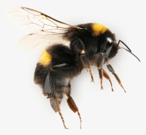 Economic Of Pollination Modern Agriculture - Bumblebee Transparent, HD Png Download, Transparent PNG