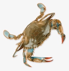 Blue Crab Png, Transparent Png, Transparent PNG