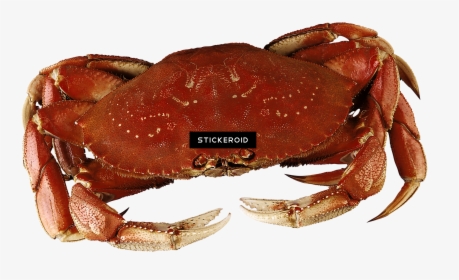 Dungeness Crab , Png Download - Dungeness Crab, Transparent Png, Transparent PNG