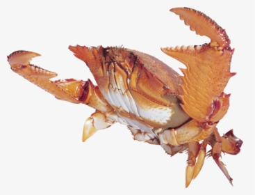 Chitin Crab, HD Png Download, Transparent PNG