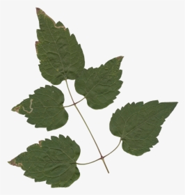 Nature Leaves - Maple, HD Png Download, Transparent PNG