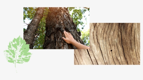 Hand Touching Bark Tree Rings - Redwood, HD Png Download, Transparent PNG