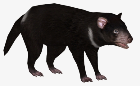 Tasmanian Devil Png 6 » Png Image - Tasmanian Devil No Background, Transparent Png, Transparent PNG