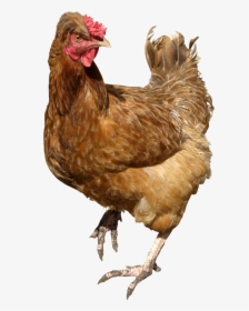 Chicken Png, Transparent Png, Transparent PNG