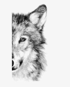 Wolf Drawing Half Face, HD Png Download, Transparent PNG