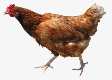 Hen Png Picture - Live Chicken, Transparent Png, Transparent PNG