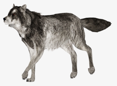 Zoo Tycoon 2 Gray Wolf, HD Png Download, Transparent PNG