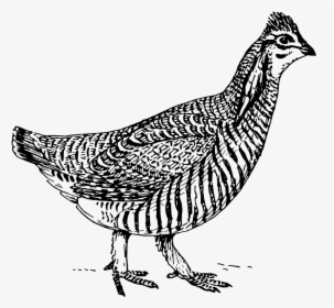 Prairie Chicken Svg Clip Arts - Easy Prairie Chicken Drawing, HD Png Download, Transparent PNG