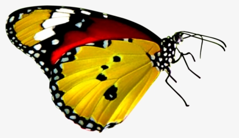 Red Yellow And Black Butterfly, HD Png Download, Transparent PNG