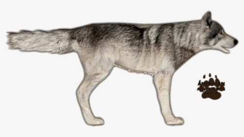 Wolfeasterntimber Jimmyzhoopz - Zoo Tycoon 2 Timber Wolf, HD Png Download, Transparent PNG