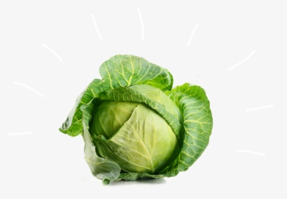 Cabbage Vegetable Broccoli Beetroot - White Cabbage, HD Png Download ,  Transparent Png Image - PNGitem