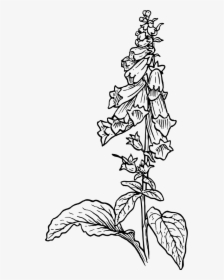 Foxglove Black And White Foxglove Drawing - Foxglove Drawing, HD Png Download, Transparent PNG