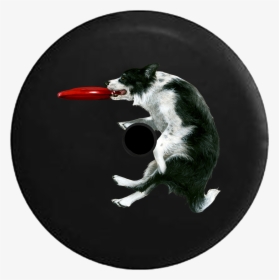 Jeep Wrangler Jl Backup Camera Day Border Collie Frisbee - Dog Catches Something, HD Png Download, Transparent PNG
